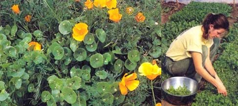 Miner's lettuce growing with California poppies. Miner's lettuce is an easy-to-grow, cool-season salad crop.